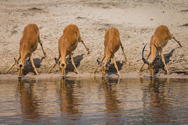 059 Botswana, Chobe NP, impala's.jpg